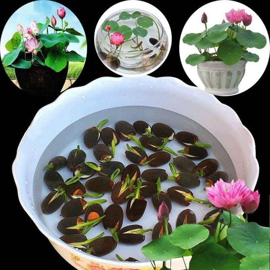 Bonsai Lotus Seeds | Pack of 50 🌱
