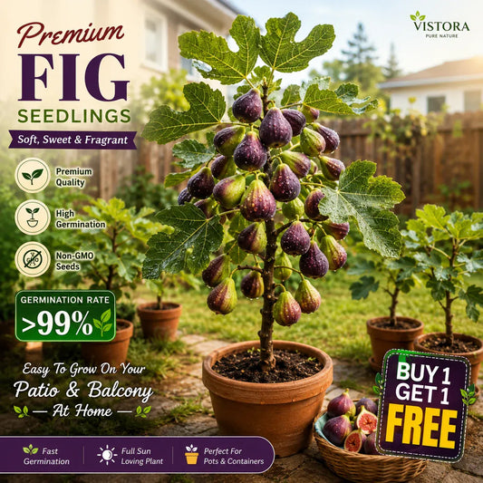💥 Buy 1 Get 1 Free 💥 🌱99% Germination🌿Brown Turkey Fig Seeds