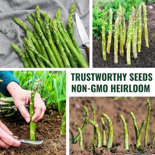 Grow Your Own Asparagus from Seeds | 🔥Buy 1 Get 1 Free🔥