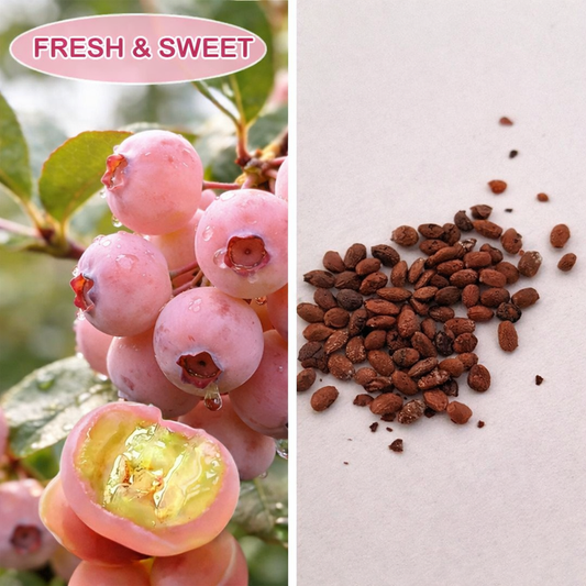 Premium Pink Blueberry Seeds for Planting: pack of 100 seeds