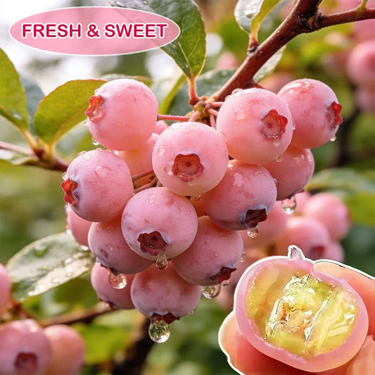Premium Pink Blueberry Seeds for Planting: pack of 100 seeds