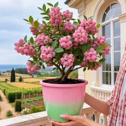 Premium Pink Blueberry Seeds for Planting: pack of 100 seeds