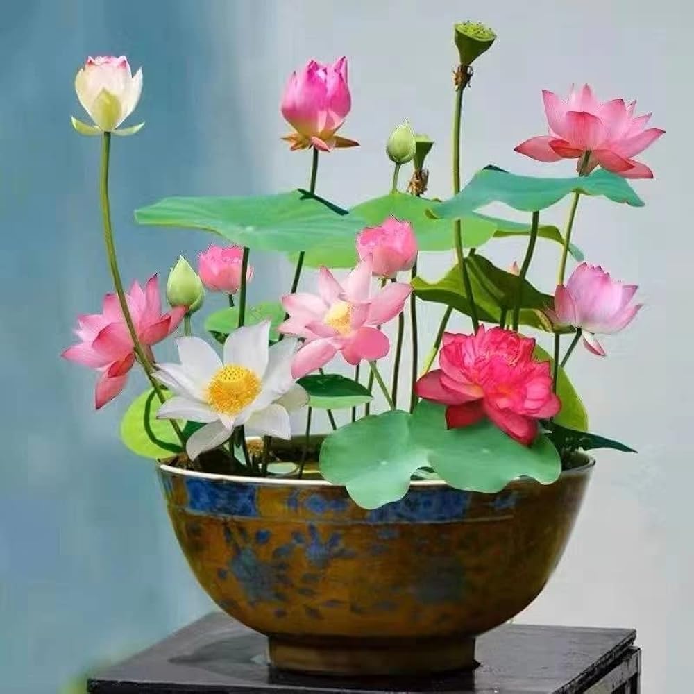 Bonsai Lotus Seeds | Pack of 50 🌱