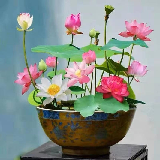Bonsai Lotus Seeds | Pack of 50 🌱