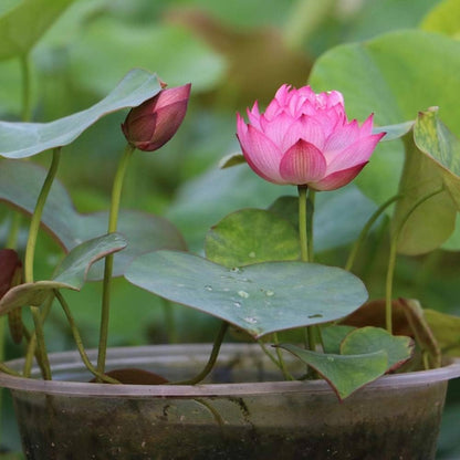 Bonsai Lotus Seeds | Pack of 50 🌱