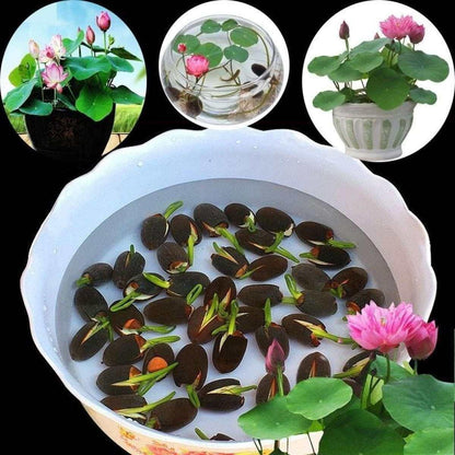 Bonsai Lotus Seeds | Pack of 50 🌱