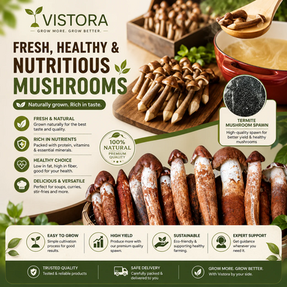 Premium Organic Mushroom Harvest Kit | BUY 1 GET 1 FREE