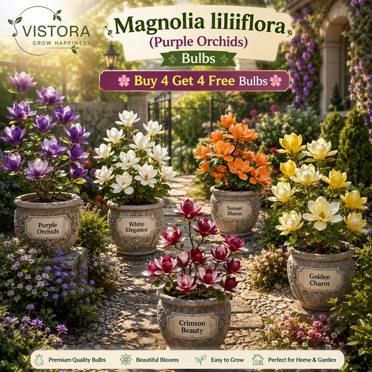 Magnolia liliiflora Bulbs Flowers, Fragrance Fills the Air | Mega 100 Packs
