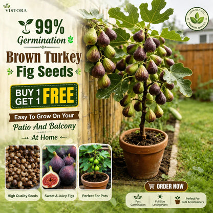 💥 Buy 1 Get 1 Free 💥 🌱99% Germination🌿Brown Turkey Fig Seeds