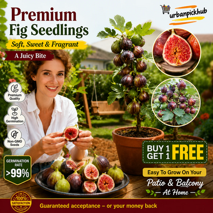 💥 Buy 1 Get 1 Free 💥 🌱99% Germination🌿Brown Turkey Fig Seeds
